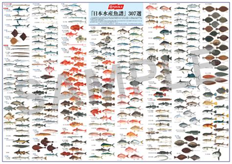 日本魚種類|日本魚類学会